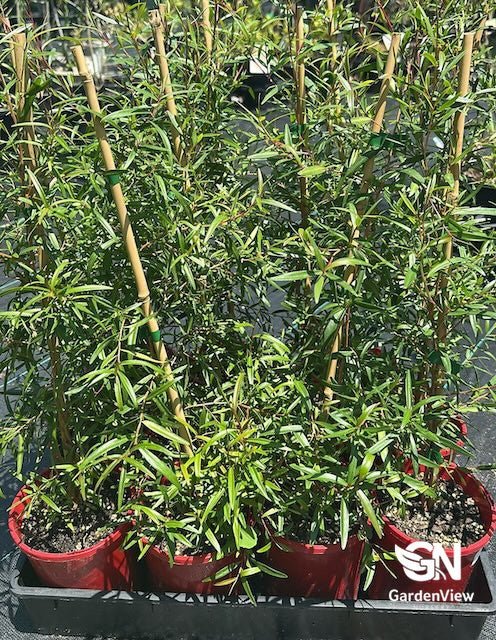 Leptospermum Petersonii (Lemon Scented Tea Tree) - Native Shrubs & Trees - Garden View Nursery