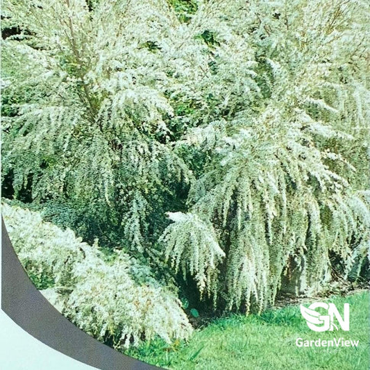 Leptospermum Flavescens Cardwell Tea Tree with silvery-green weeping foliage in garden setting