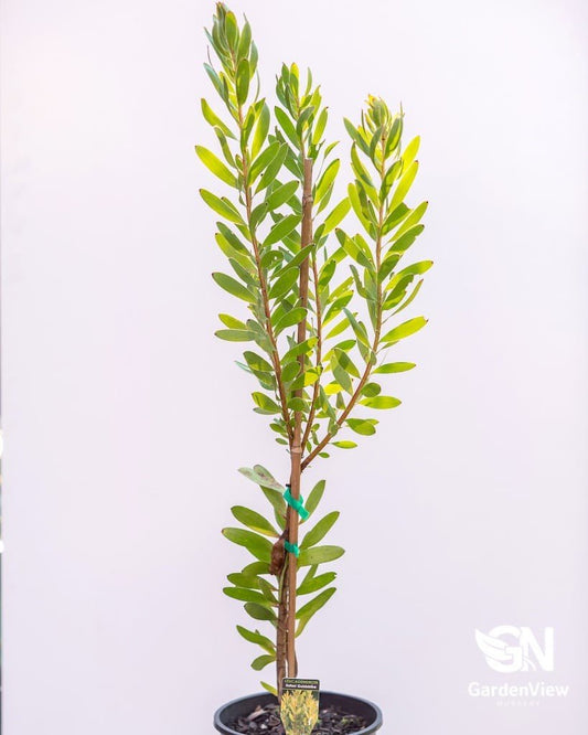 Leucadendron Goldstrike - Shrubs & Trees - Garden View Nursery