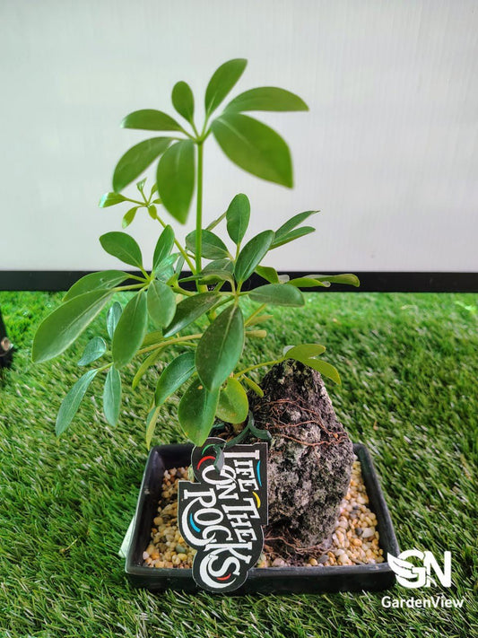 Life On The Rocks (Schefflera) - Indoor Plants - Garden View Nursery