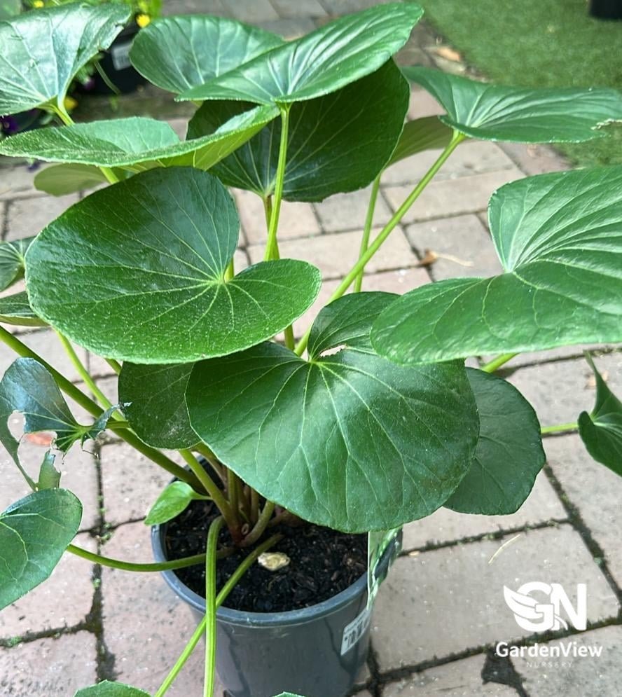 Ligularia Dentata Reniformis (Tractor Seat Plant) - Indoor Plants - Garden View Nursery