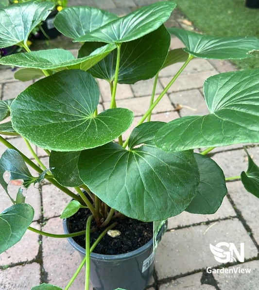 Ligularia Dentata Reniformis (Tractor Seat Plant) - Indoor Plants - Garden View Nursery