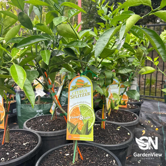 Lime And Orange Citrus Splitzer (Double Grafted) - Fruit Trees - Garden View Nursery