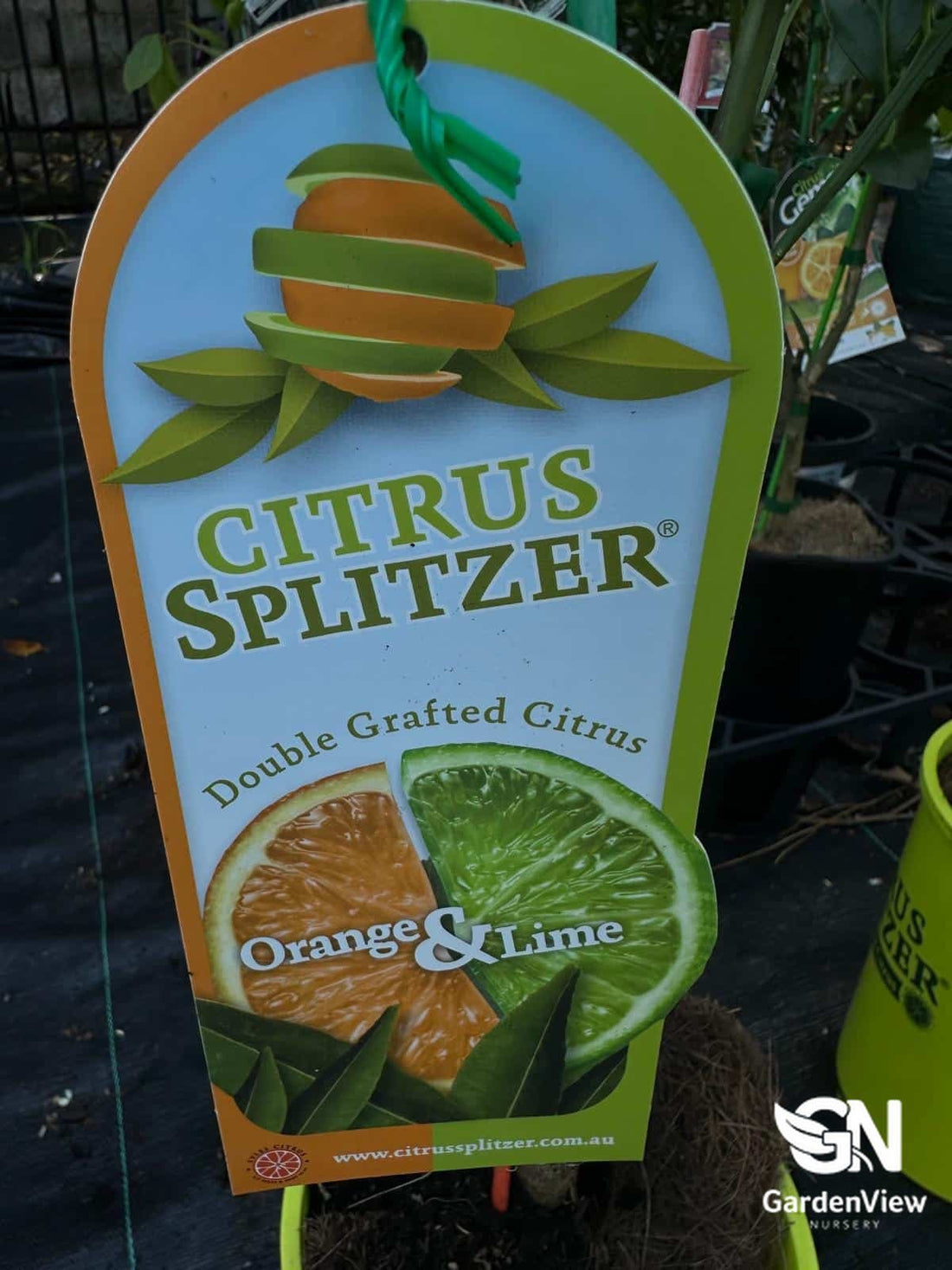 Lime And Orange Citrus Spritzer (Double Grafted) - Fruit Trees - Garden View Nursery