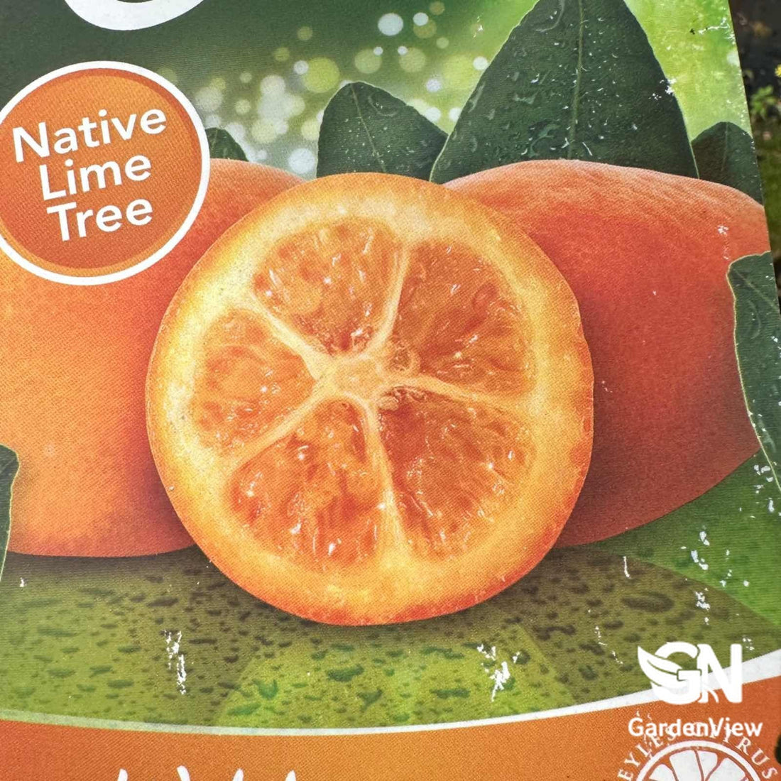 Lime Sunrise - Fruit Trees - Garden View Nursery