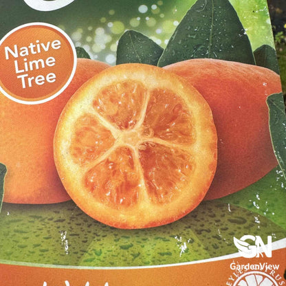Lime Sunrise - Fruit Trees - Garden View Nursery