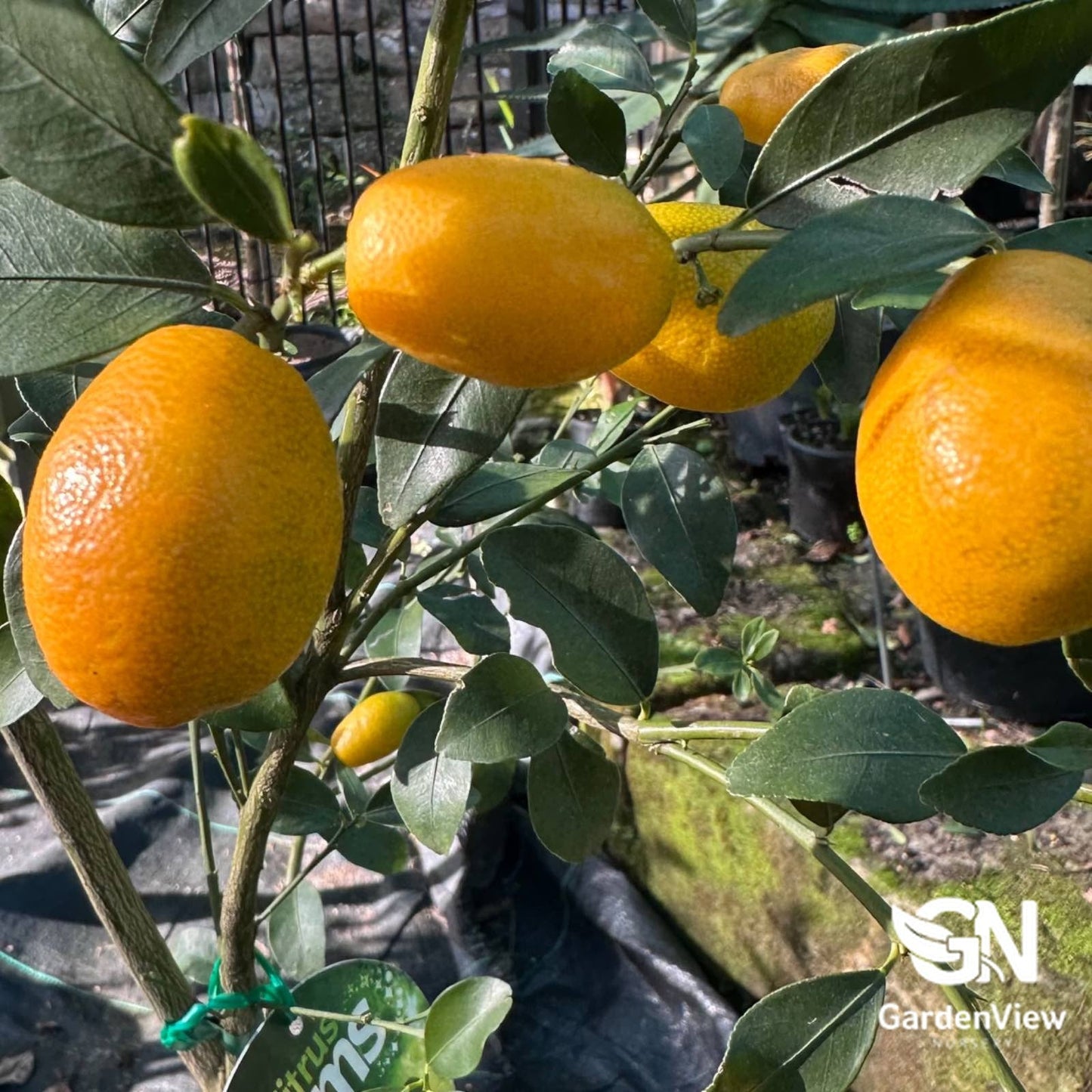 Lime Sunrise - Fruit Trees - Garden View Nursery