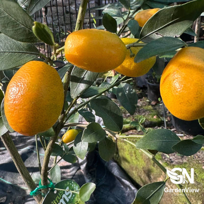 Lime Sunrise - Fruit Trees - Garden View Nursery