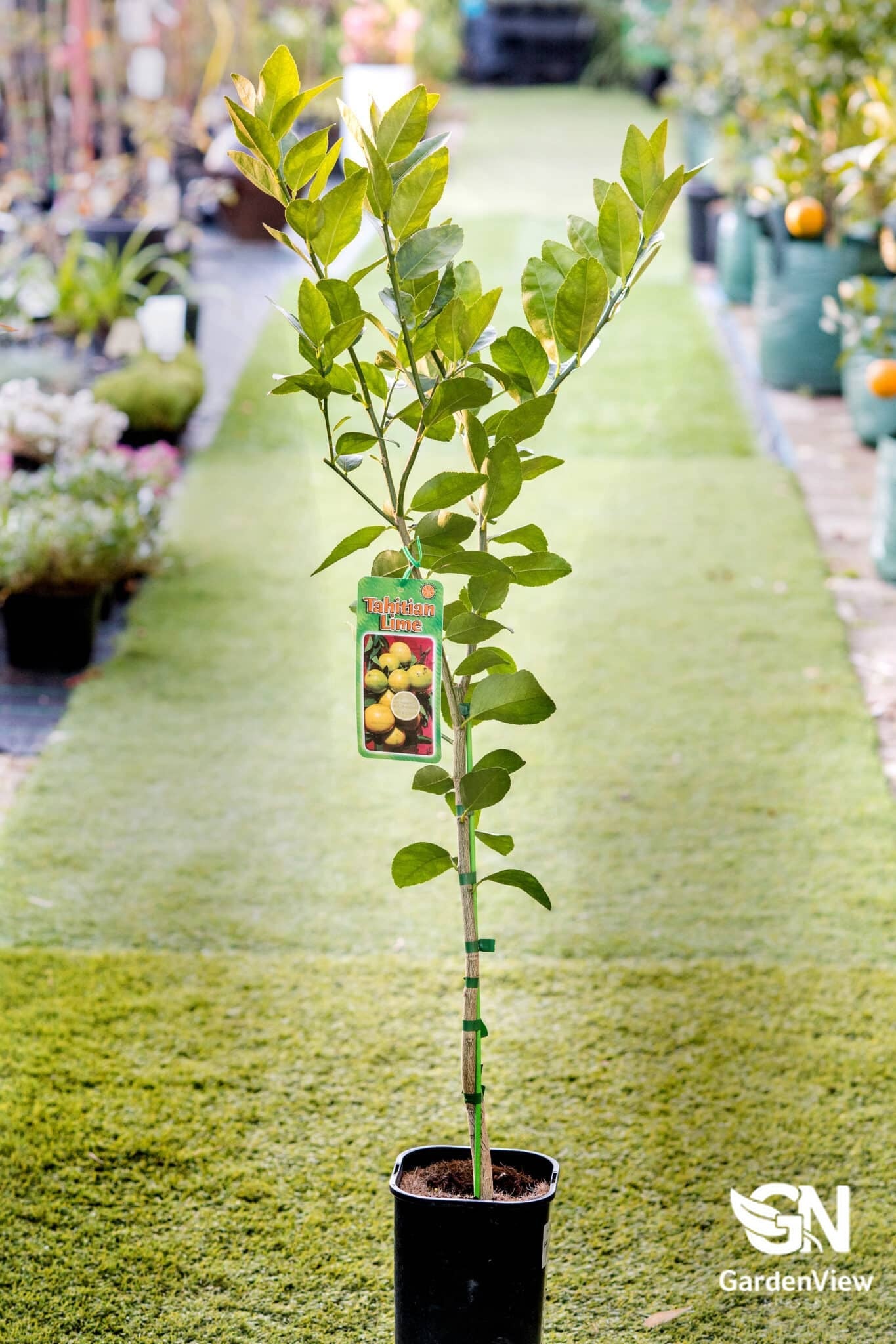 Lime Tahitian - Fruit Trees - Garden View Nursery