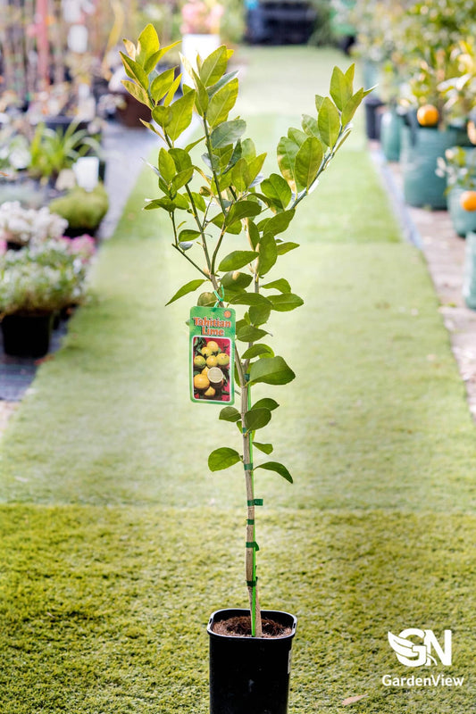 Lime Tahitian - Fruit Trees - Garden View Nursery
