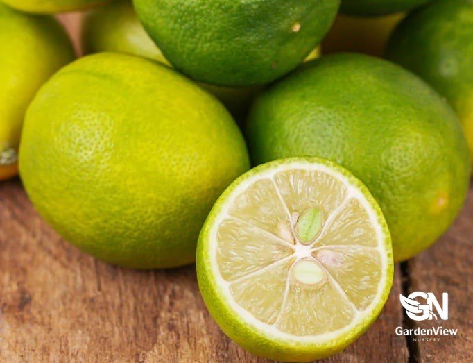 Limequat - Fruit Trees - Garden View Nursery