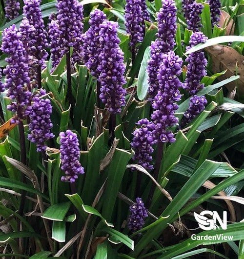 Liriope Muscari - Climbers & Ground Covers - Garden View Nursery