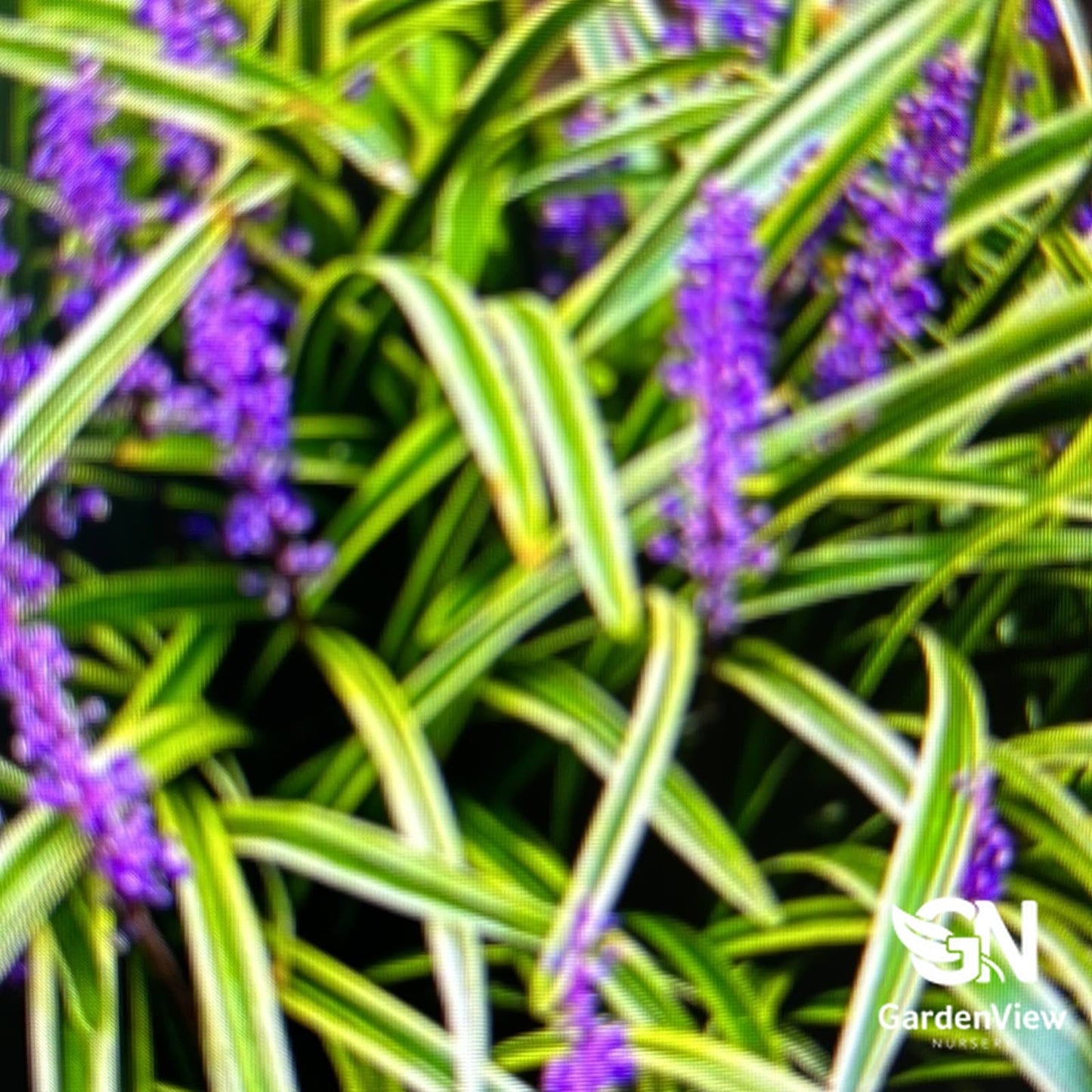 Liriope Muscari Variegata - Climbers & Ground Covers - Garden View Nursery