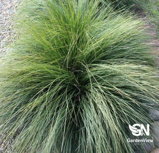 Lomandra Confertifolia - Climbers & Ground Covers - Garden View Nursery