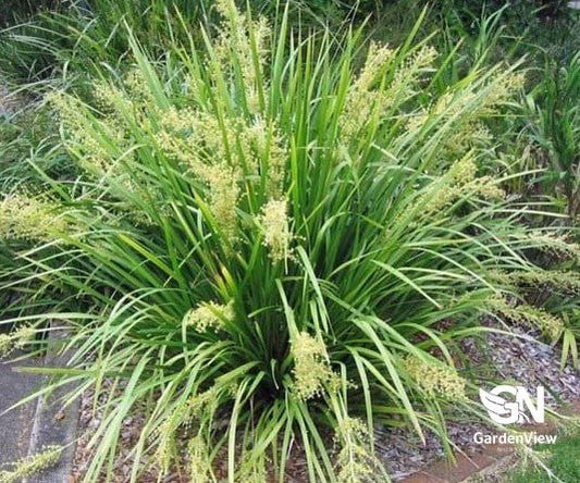 Lomandra Hystrix - Climbers & Ground Covers - Garden View Nursery