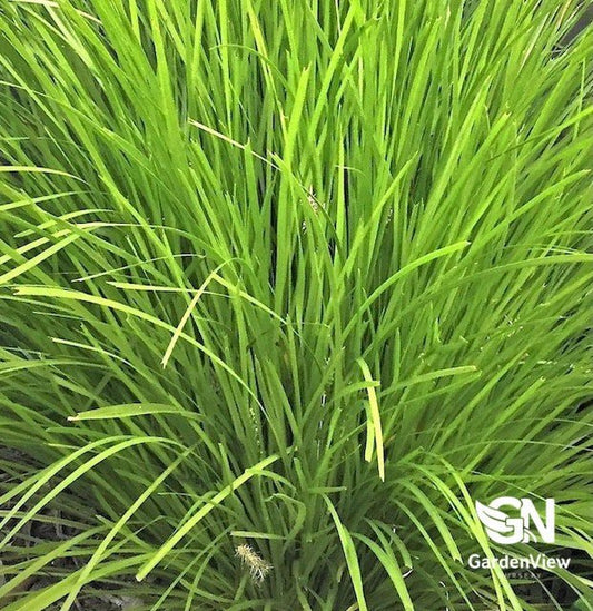 Lomandra Longifolia Lime Tuff - Climbers & Ground Covers - Garden View Nursery