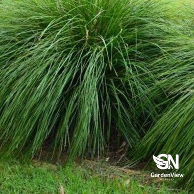 Lomandra Longifolia Verday - Native Shrubs & Trees - Garden View Nursery