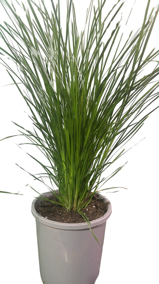 Lomandra Nyalla - Climbers & Ground Covers - Garden View Nursery