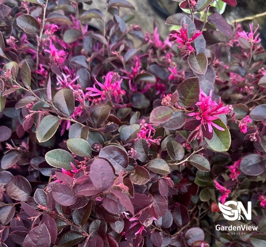 Loropetalum Chinense Plum - Shrubs & Trees - Garden View Nursery