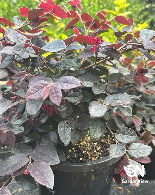 Loropetalum 'Plum Gorgeous' - Shrubs & Trees - Garden View Nursery