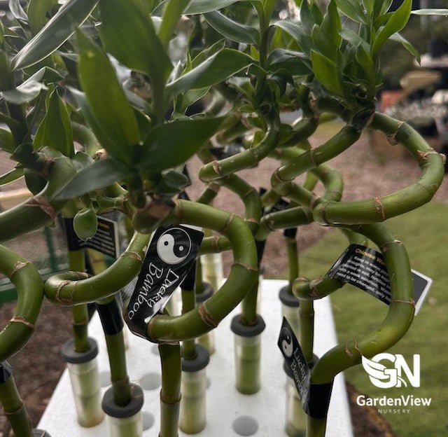 Lucky Bamboo Curly Stick 30Cm - Palms & Tropical - Garden View Nursery