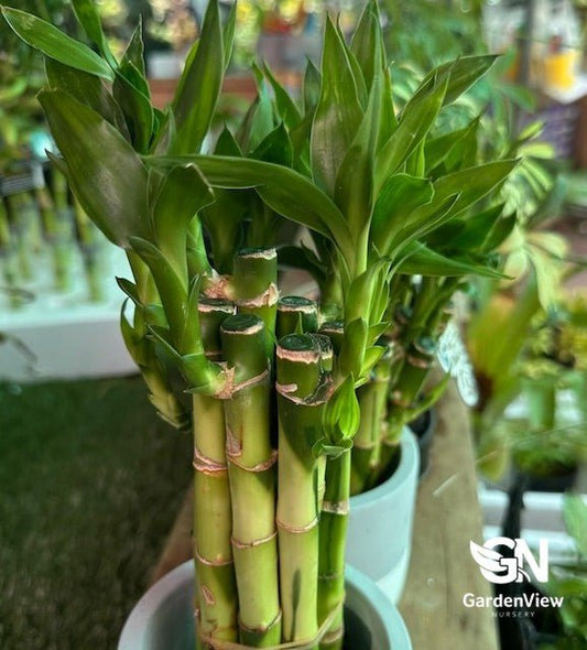 Lucky Bamboo Straight Stick - Palms & Tropical - Garden View Nursery