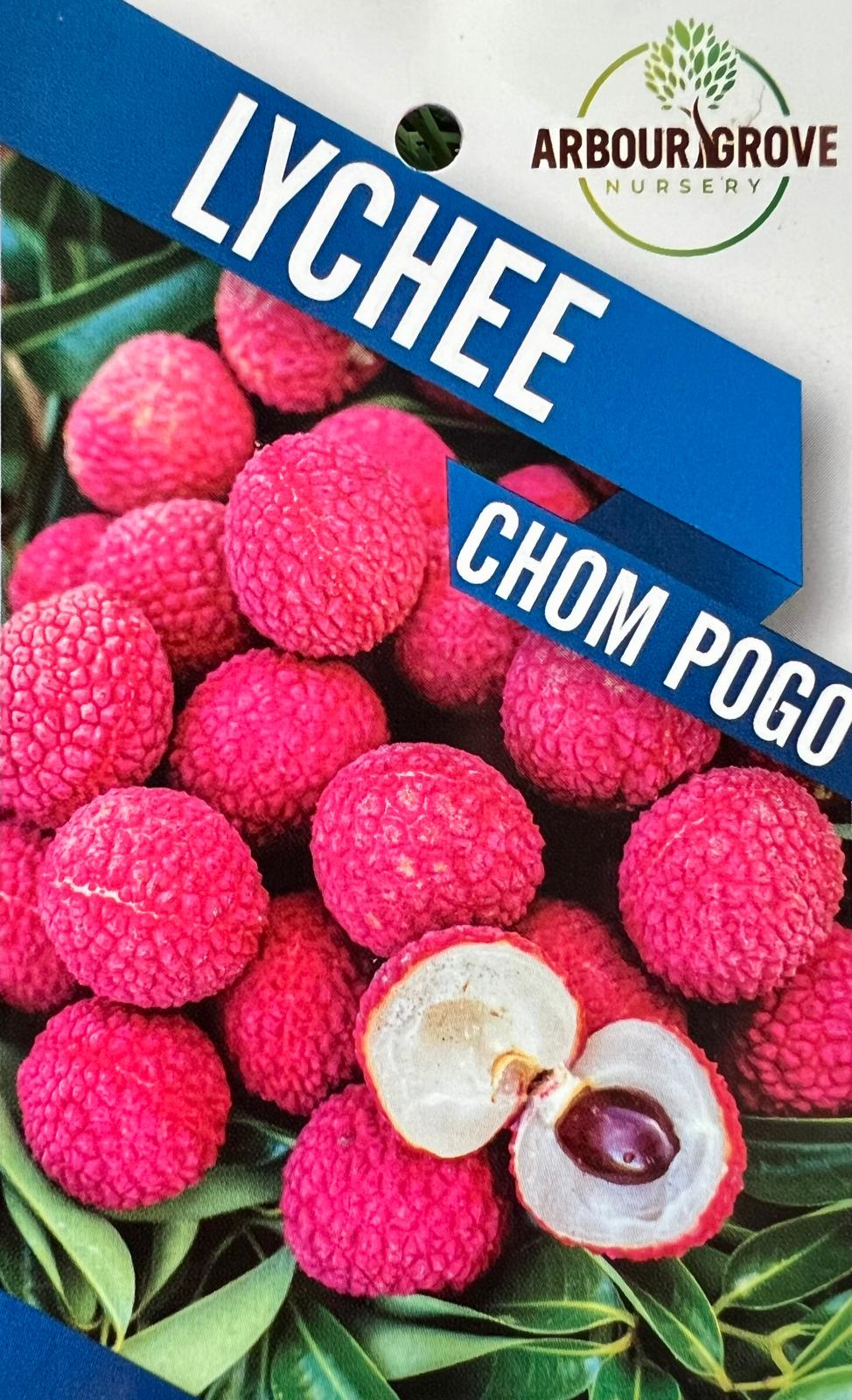 Lychee Chom Pogo - Fruit Trees - Garden View Nursery