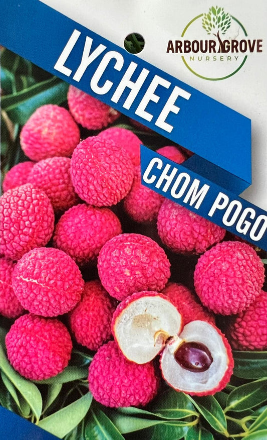 Lychee Chom Pogo - Fruit Trees - Garden View Nursery