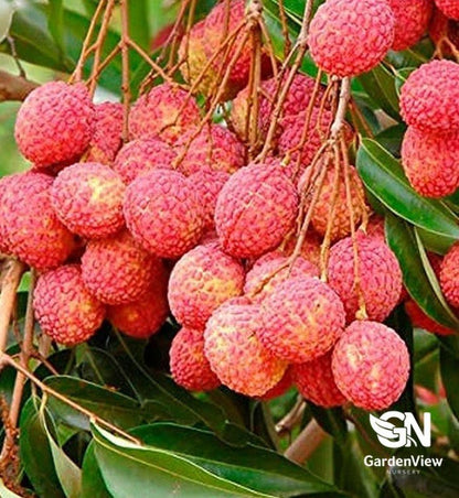 Lychee Kwai Mai Pink - Fruit Trees - Garden View Nursery