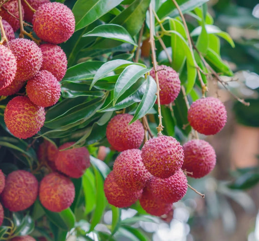 Lychee Salathiel - Fruit Trees - Garden View Nursery