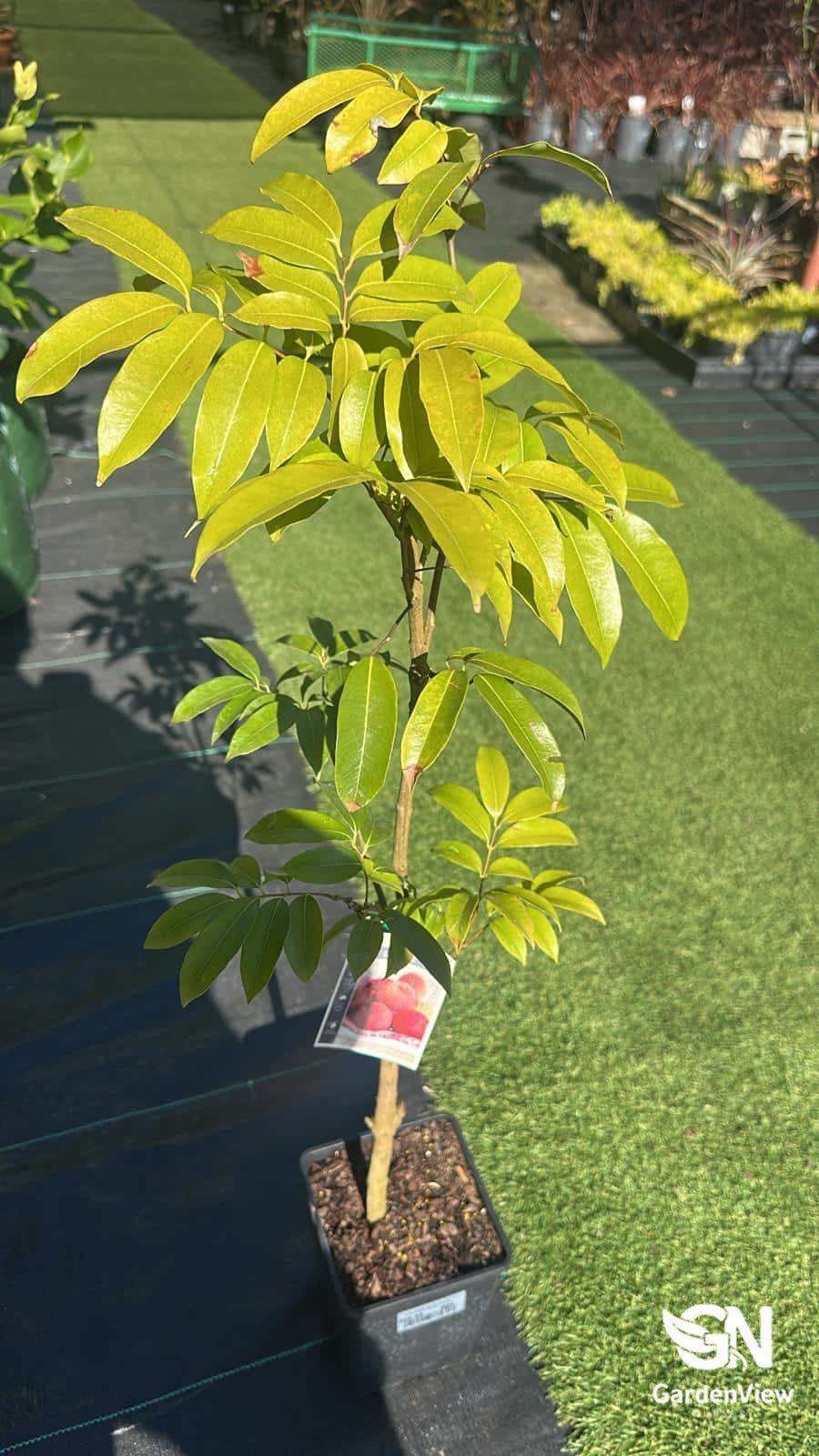 Lychee Wai Chee - Fruit Trees - Garden View Nursery