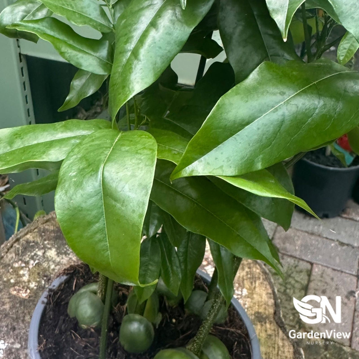 Magic Bean Forest - Indoor Plants - Garden View Nursery