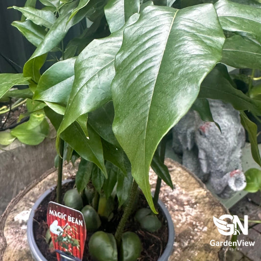 Magic Bean Forest - Indoor Plants - Garden View Nursery