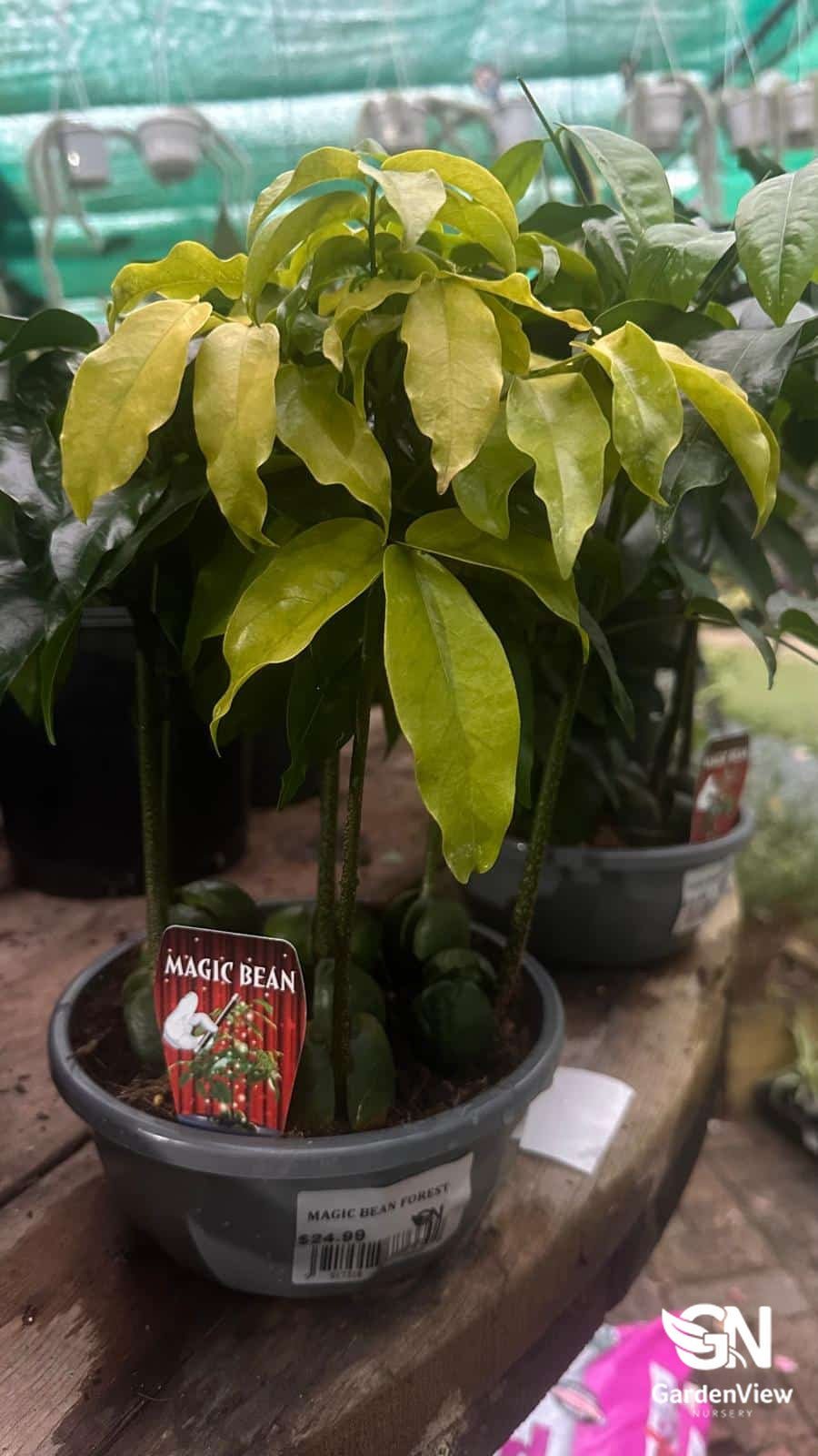 Magic Bean Forest - Indoor Plants - Garden View Nursery