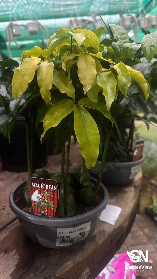 Magic Bean Forest - Indoor Plants - Garden View Nursery
