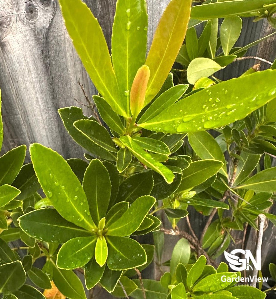 Magnolia Fairy Blush - Shrubs & Trees - Garden View Nursery