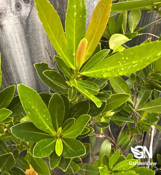 Magnolia Fairy Blush - Shrubs & Trees - Garden View Nursery