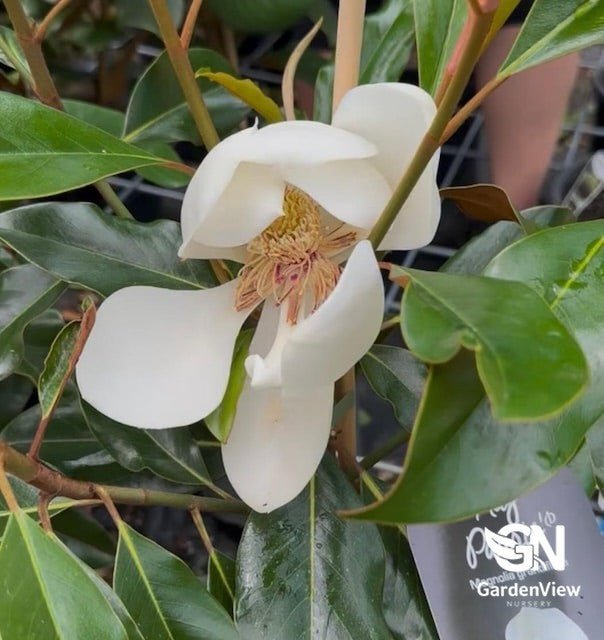 Magnolia Grandiflora (Kay Paris) - Shrubs & Trees - Garden View Nursery