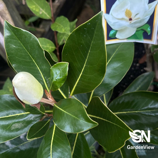 Magnolia Little Gem - Shrubs & Trees - Garden View Nursery