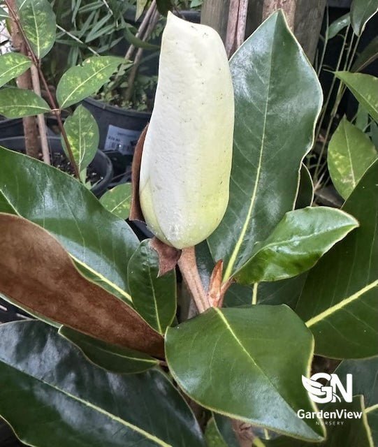 Magnolia Little Gem - Shrubs & Trees - Garden View Nursery