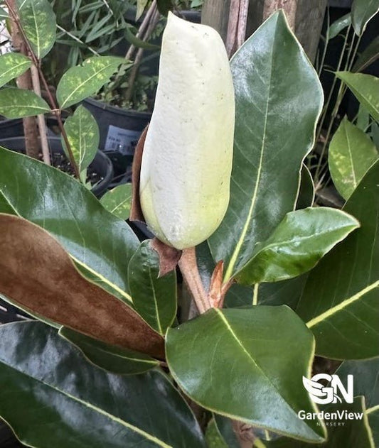 Magnolia Little Gem - Shrubs & Trees - Garden View Nursery