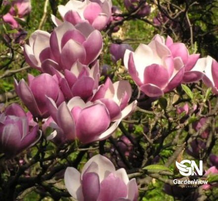 Magnolia × Soulangeana - Shrubs & Trees - Garden View Nursery