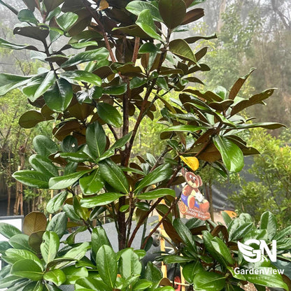 Magnolia Teddy Bear - Shrubs & Trees - Garden View Nursery
