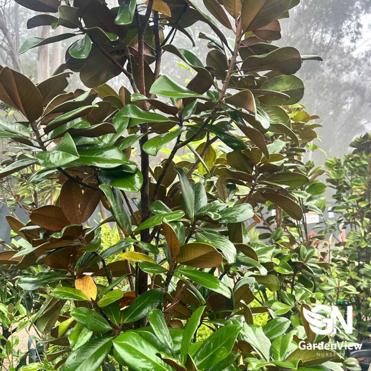 Magnolia Teddy Bear - Shrubs & Trees - Garden View Nursery
