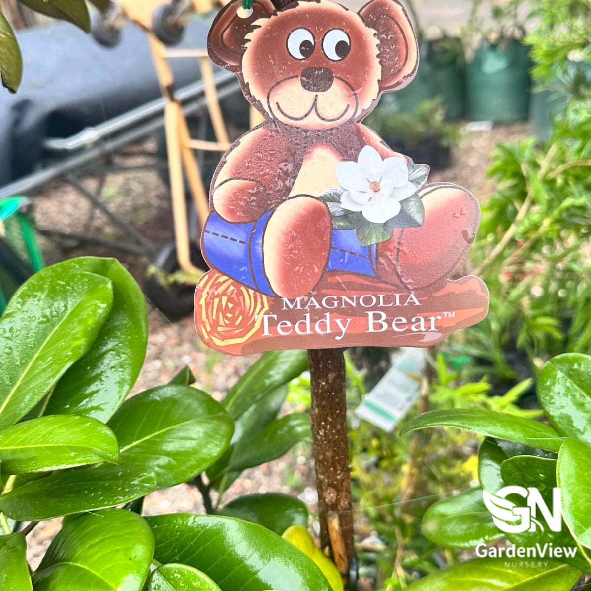 Magnolia Teddy Bear - Shrubs & Trees - Garden View Nursery