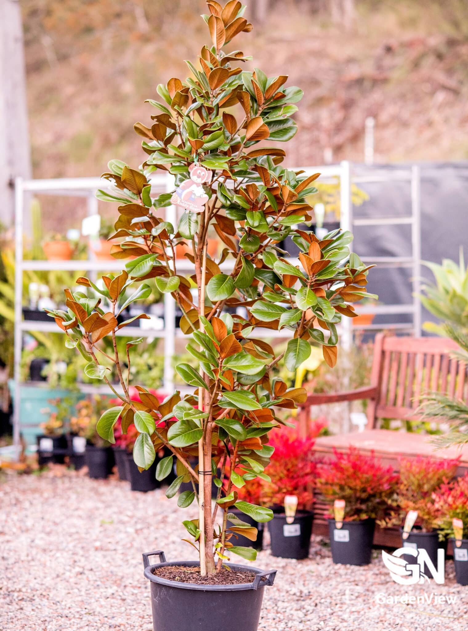 Magnolia Teddy Bear - Shrubs & Trees - Garden View Nursery
