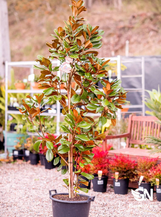Magnolia Teddy Bear - Shrubs & Trees - Garden View Nursery