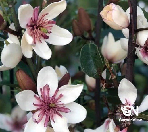 Magnolia White Caviar - Shrubs & Trees - Garden View Nursery