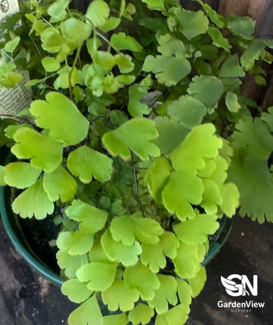 Maidenhair Fern - Palms & Tropical - Garden View Nursery