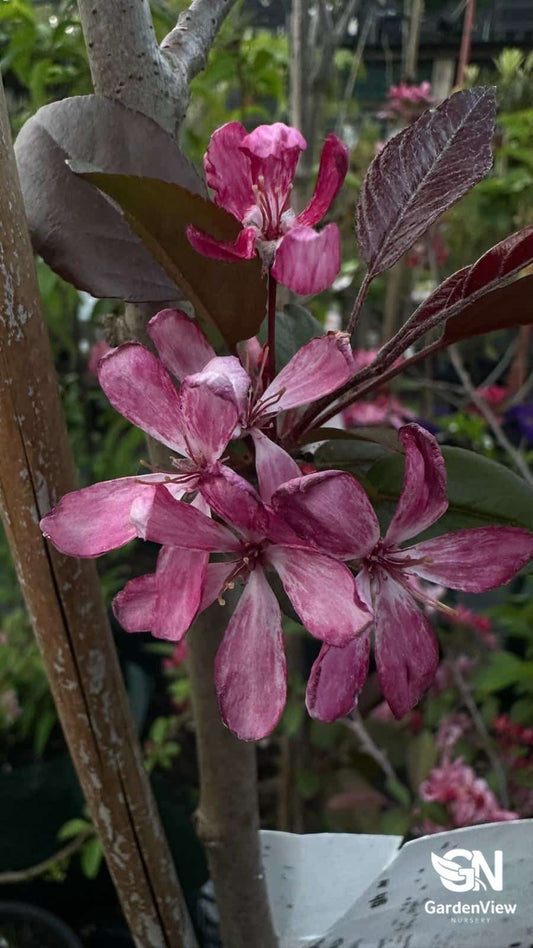 Malus Crimson Knight - Shrubs & Trees - Garden View Nursery